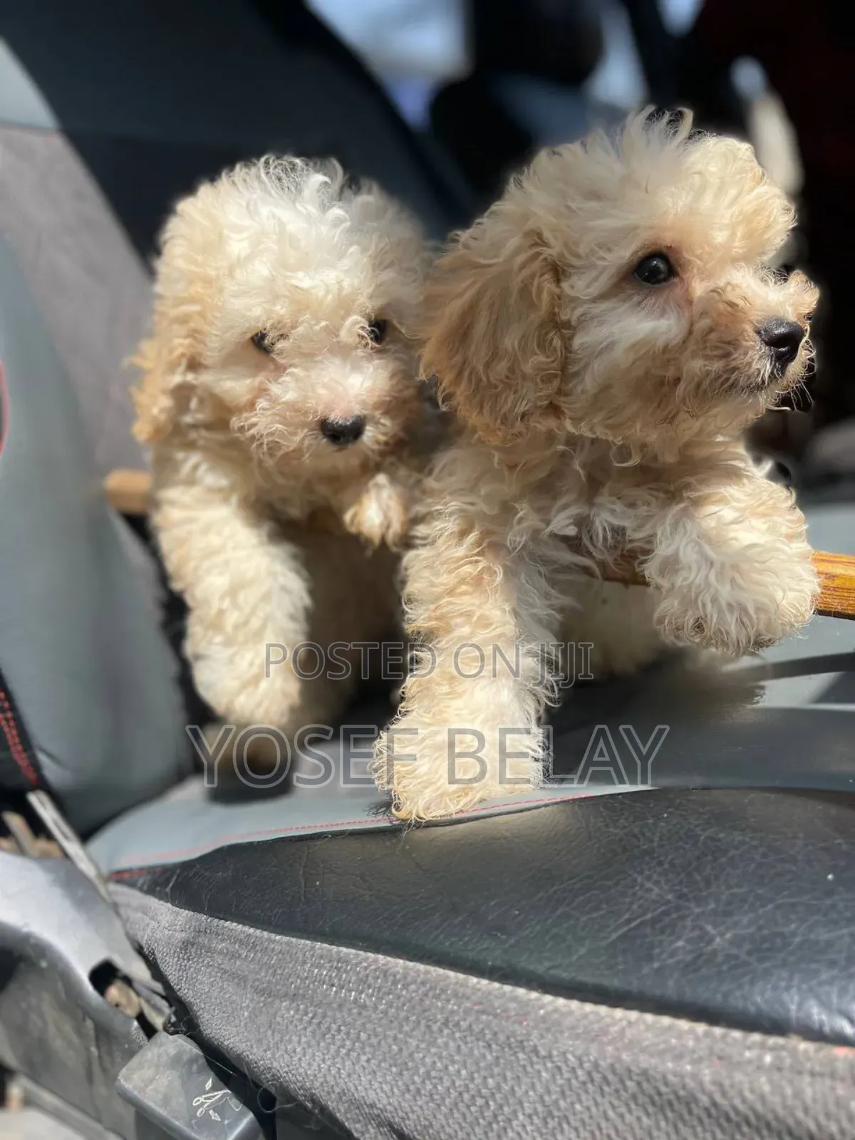 1-3 months Male Purebred Poodle