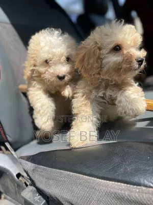 1-3 months Male Purebred Poodle