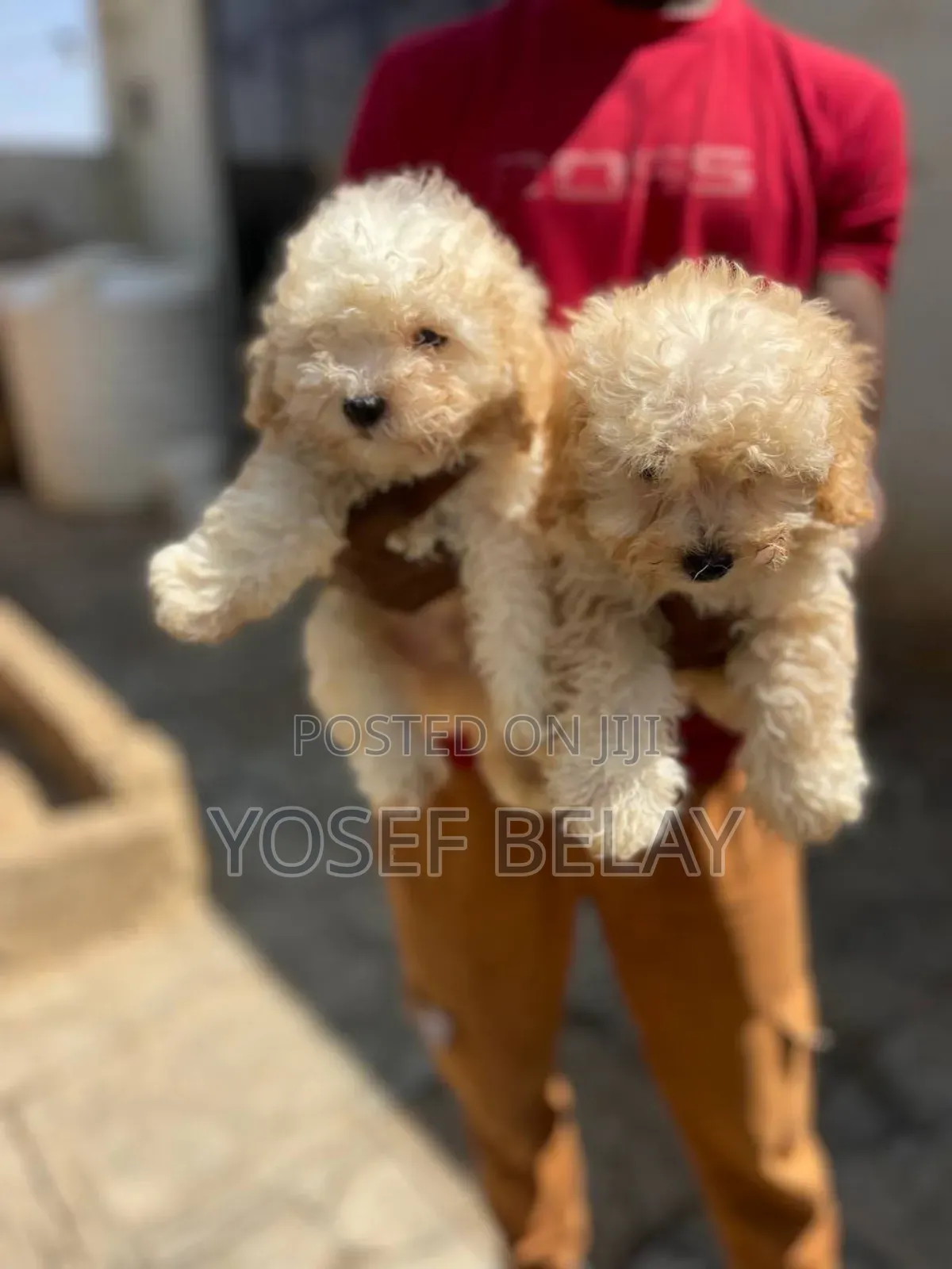 1-3 months Male Purebred Poodle