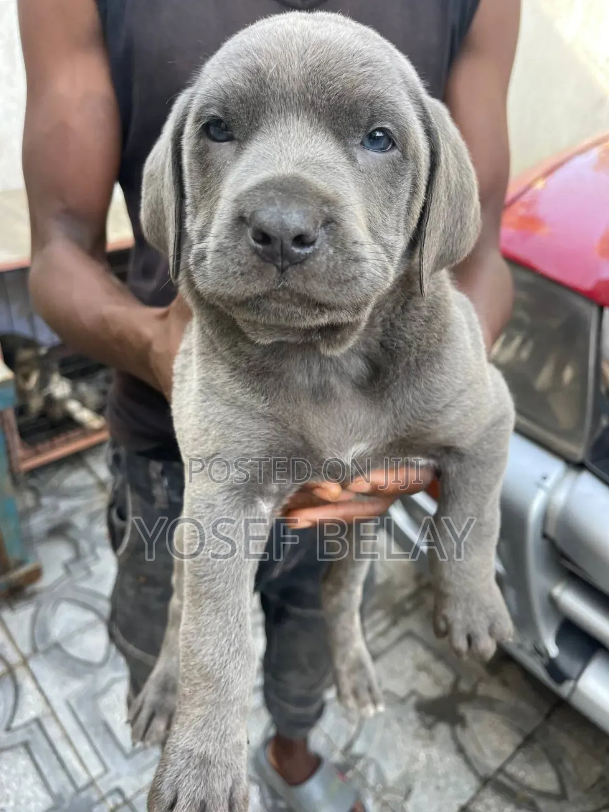 1-3 months Male Purebred Mastiff