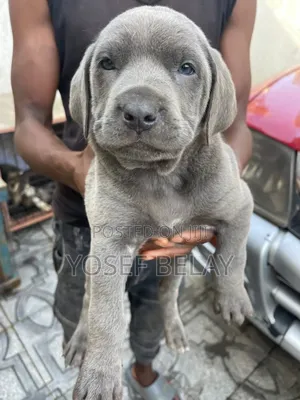 1-3 months Male Purebred Mastiff