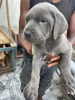 1-3 months Male Purebred Mastiff