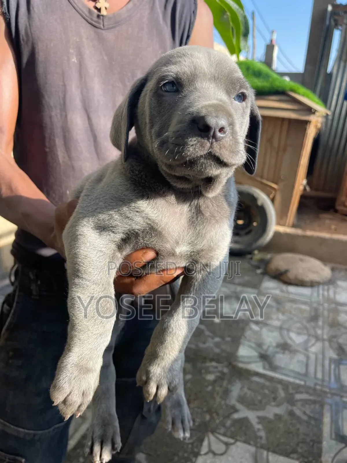 1-3 months Male Purebred Mastiff