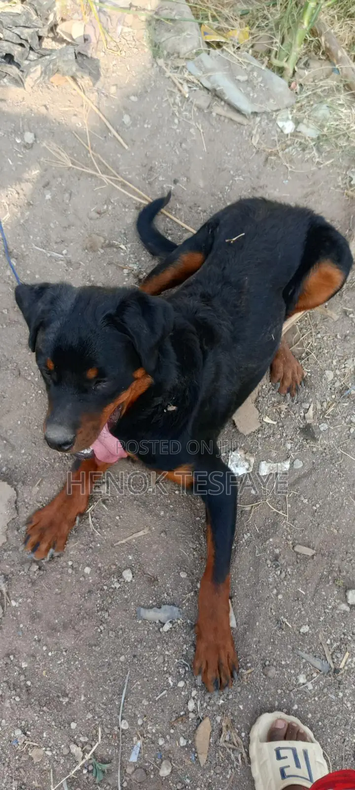 1-3 months Male Purebred Rottweiler