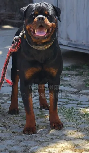 1-3 months Female Purebred Rottweiler