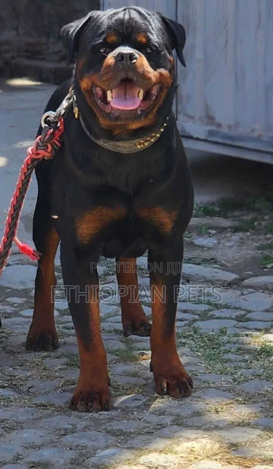 1-3 months Female Purebred Rottweiler