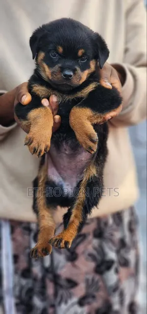 1-3 months Female Purebred Rottweiler