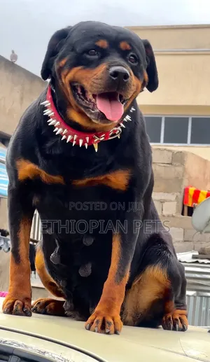 1-3 months Female Purebred Rottweiler