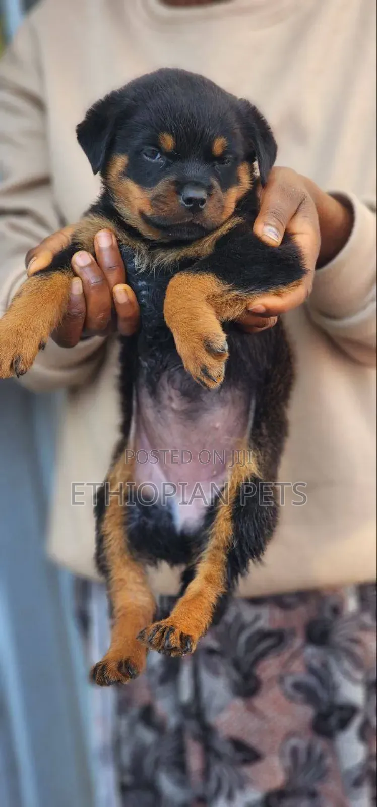 1-3 months Female Purebred Rottweiler