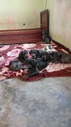 1-3 months Male Purebred Great Dane