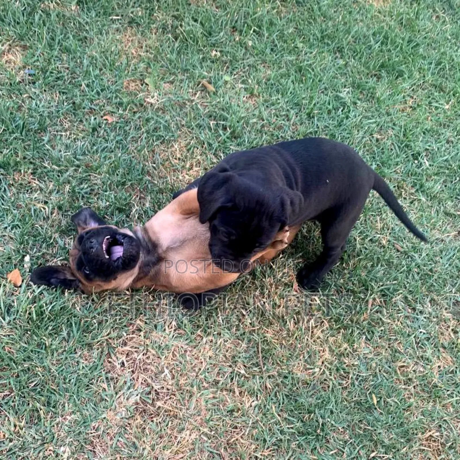 1-3 months Male Purebred Bullmastiff