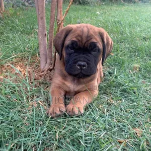1-3 months Male Purebred Bullmastiff