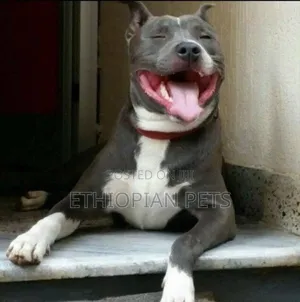 1-3 months Male Purebred American Pit Bull Terrier