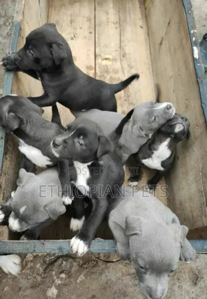 1-3 months Male Purebred American Pit Bull Terrier