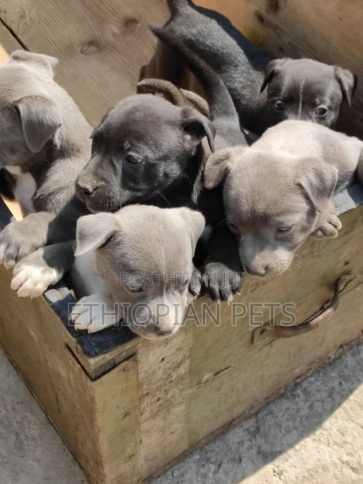 1-3 months Male Purebred American Pit Bull Terrier