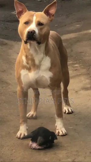 1-3 months Male Purebred American Pit Bull Terrier