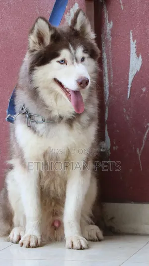 1-3 months Male Purebred Siberian Husky