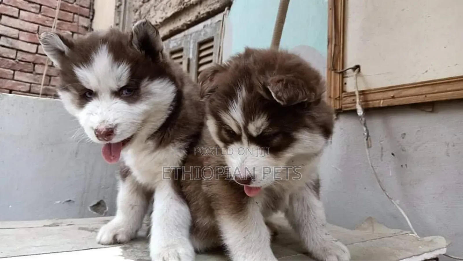 1-3 months Male Purebred Siberian Husky