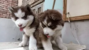 1-3 months Male Purebred Siberian Husky