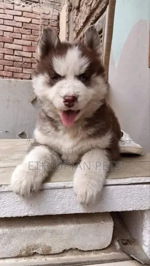 1-3 months Male Purebred Siberian Husky