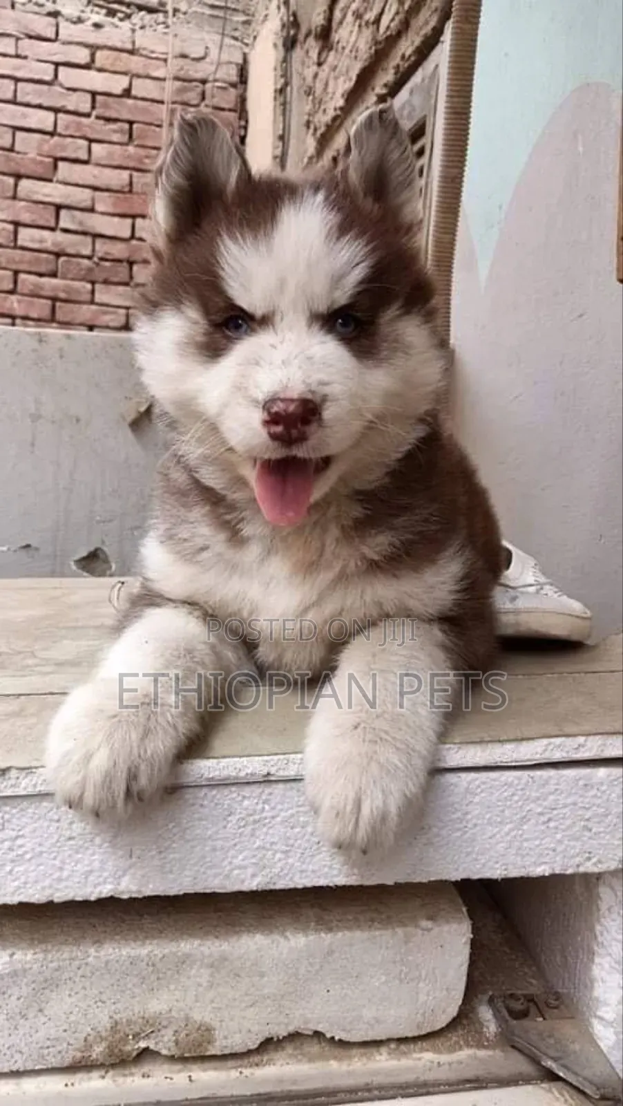 1-3 months Male Purebred Siberian Husky