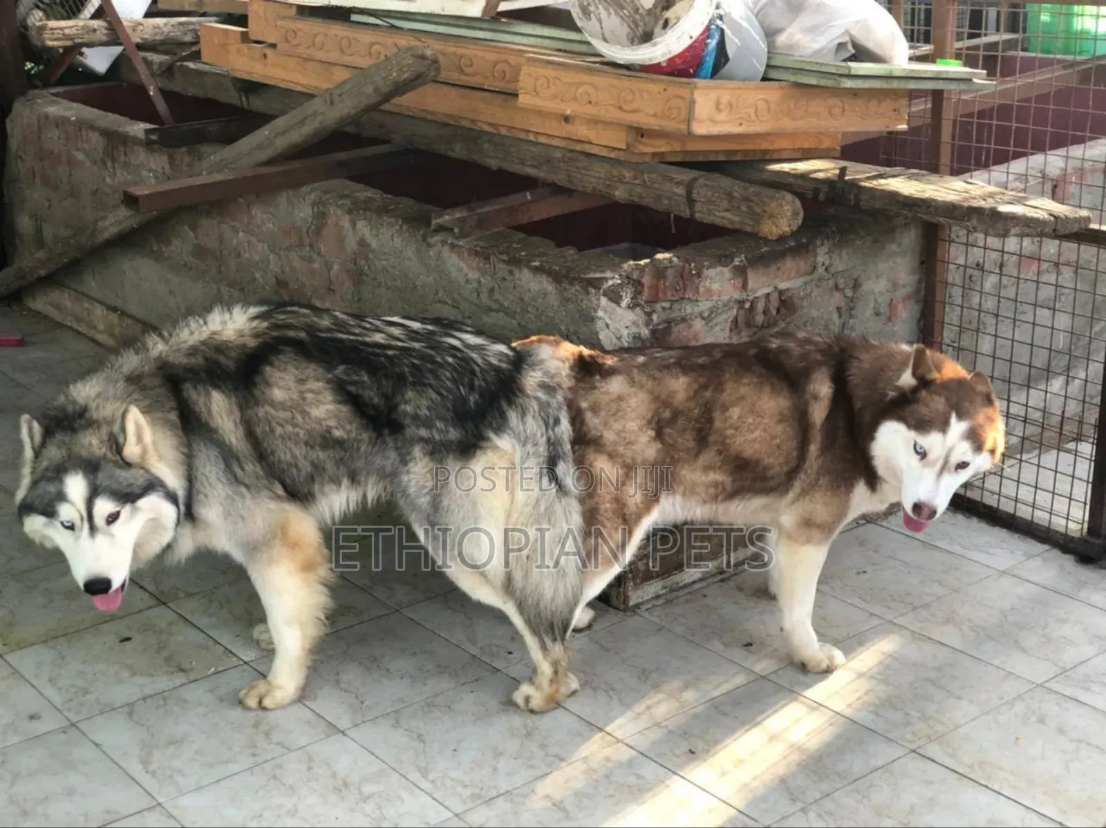 1-3 months Male Purebred Siberian Husky