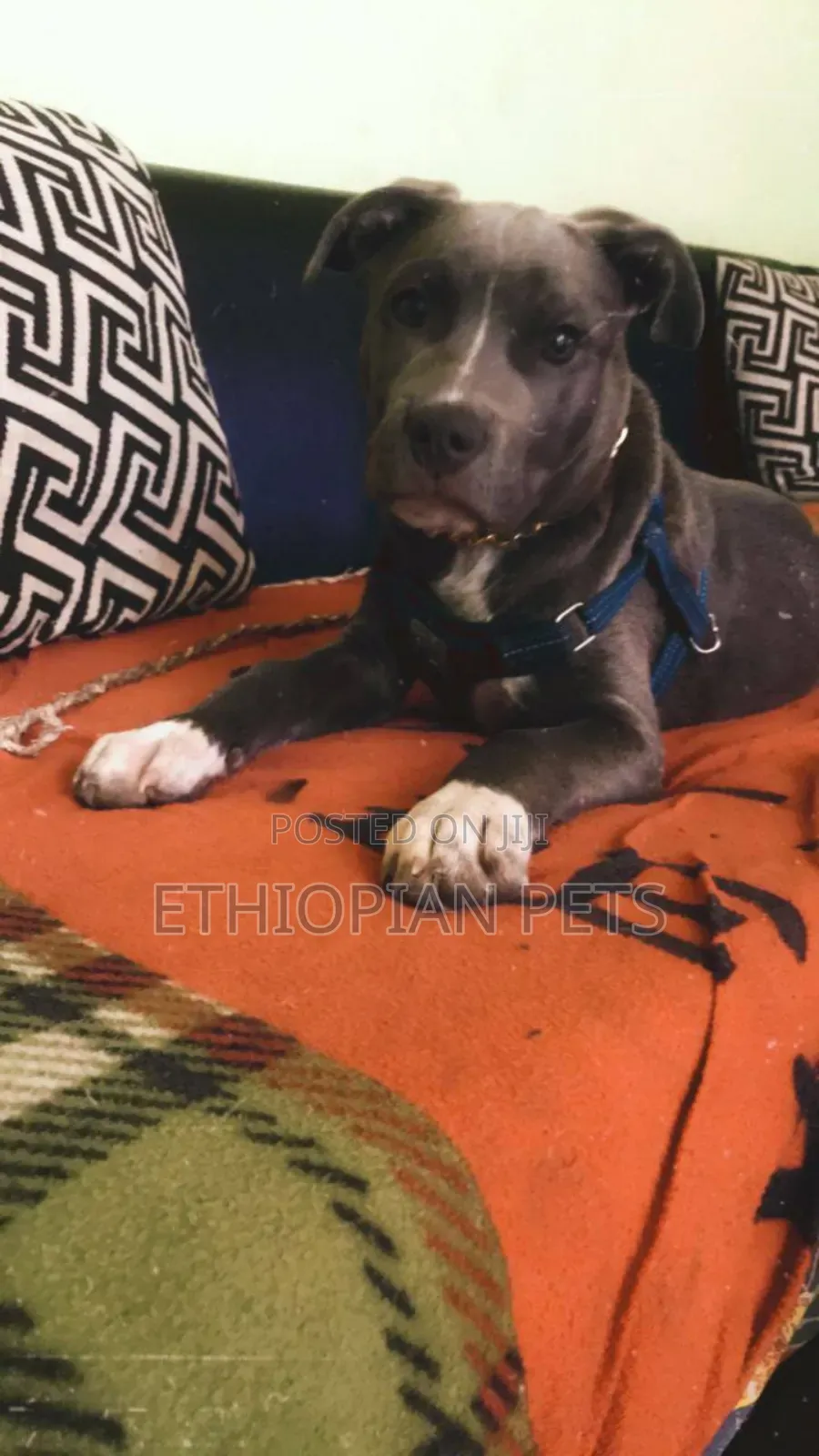 1-3 months Male Purebred American Pit Bull Terrier