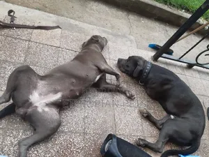 1-3 months Male Purebred American Pit Bull Terrier