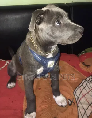 1-3 months Male Purebred American Pit Bull Terrier