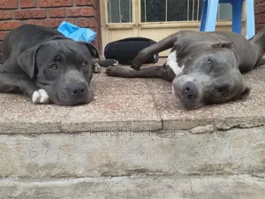 1-3 months Male Purebred American Pit Bull Terrier