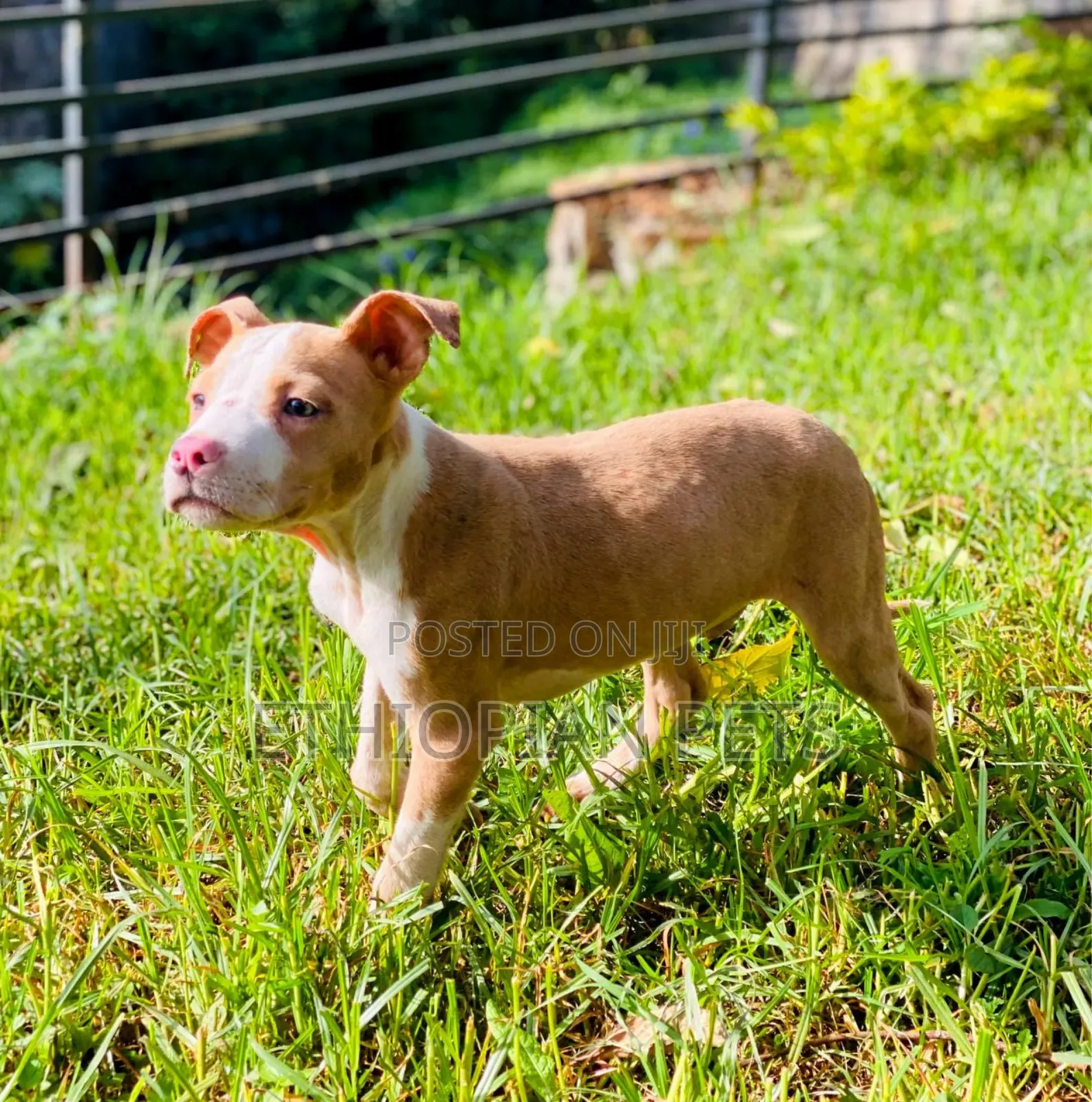 1-3 months Male Purebred American Pit Bull Terrier