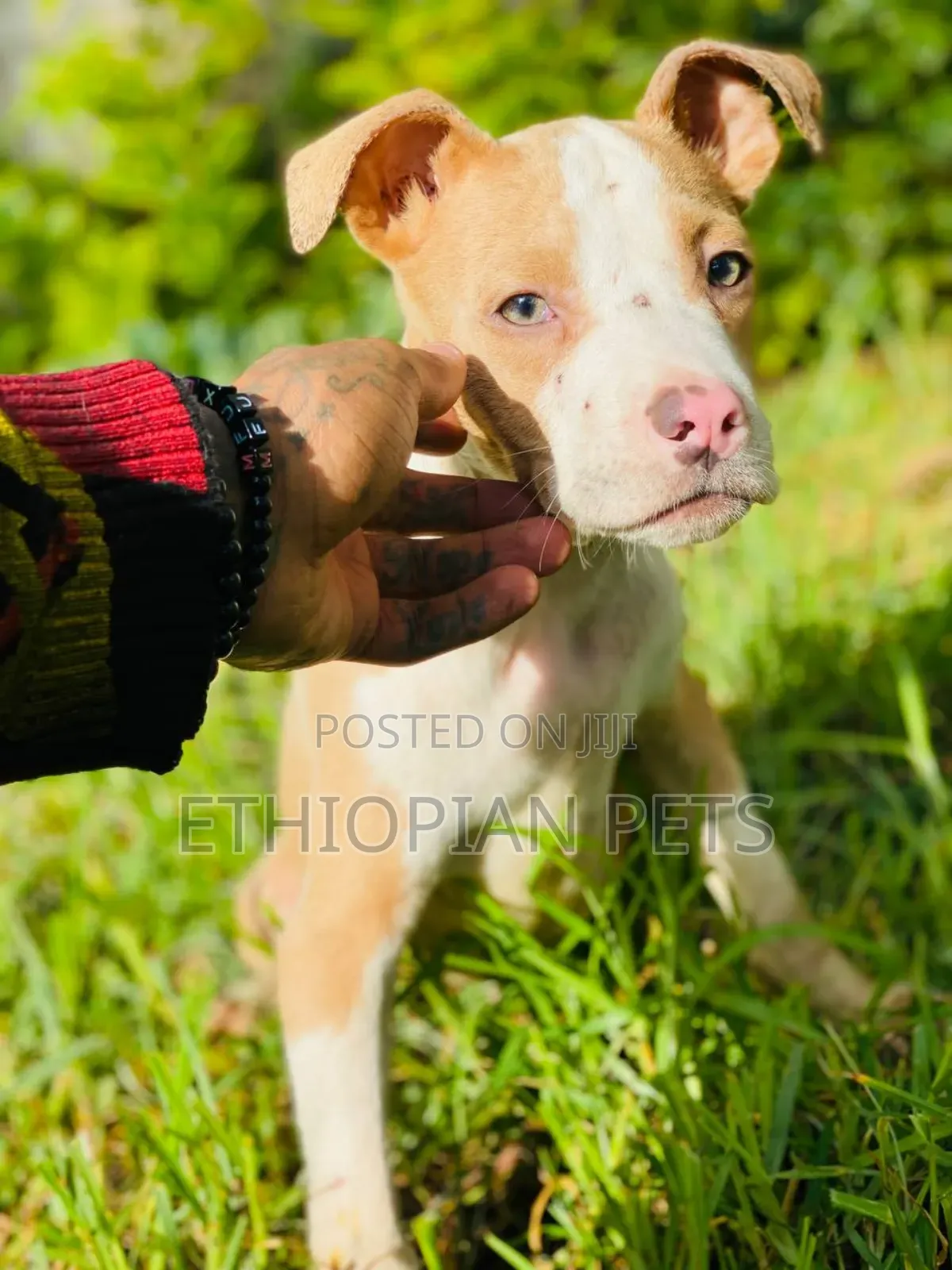 1-3 months Male Purebred American Pit Bull Terrier