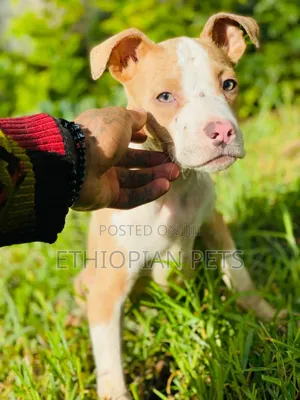 1-3 months Male Purebred American Pit Bull Terrier