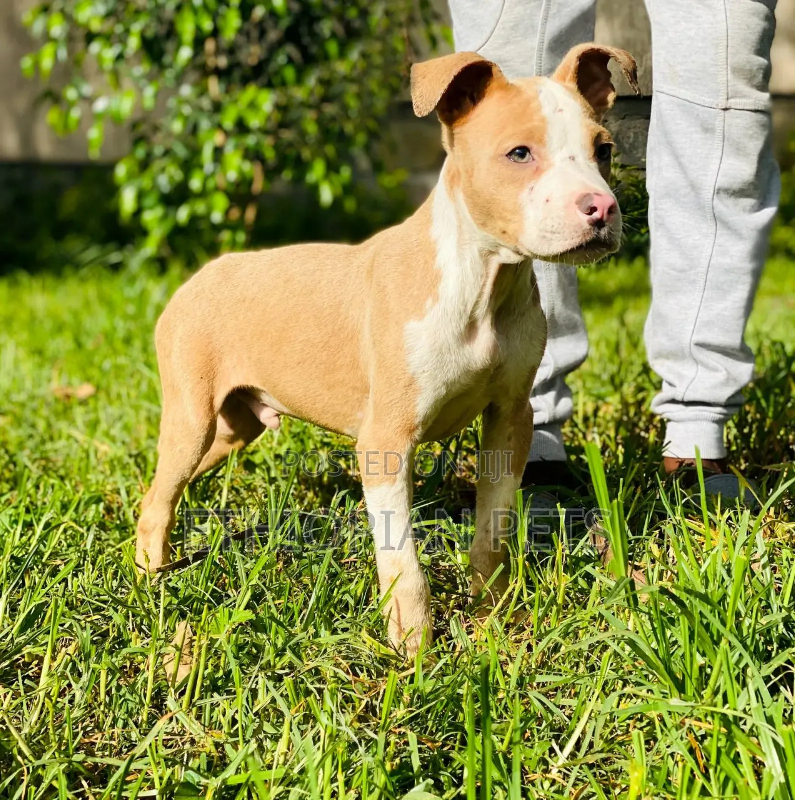1-3 months Male Purebred American Pit Bull Terrier
