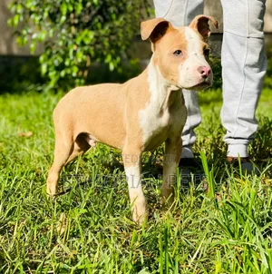1-3 months Male Purebred American Pit Bull Terrier