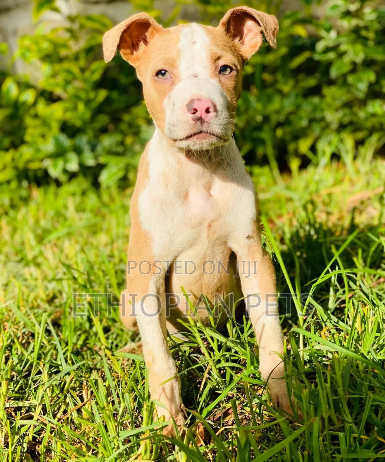 1-3 months Male Purebred American Pit Bull Terrier