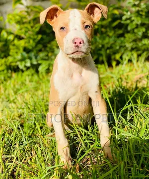 1-3 months Male Purebred American Pit Bull Terrier