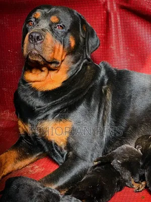 1-3 months Male Purebred Rottweiler