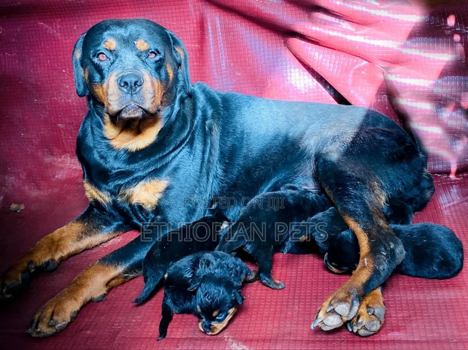 1-3 months Female Purebred Rottweiler