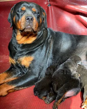 1-3 months Female Purebred Rottweiler