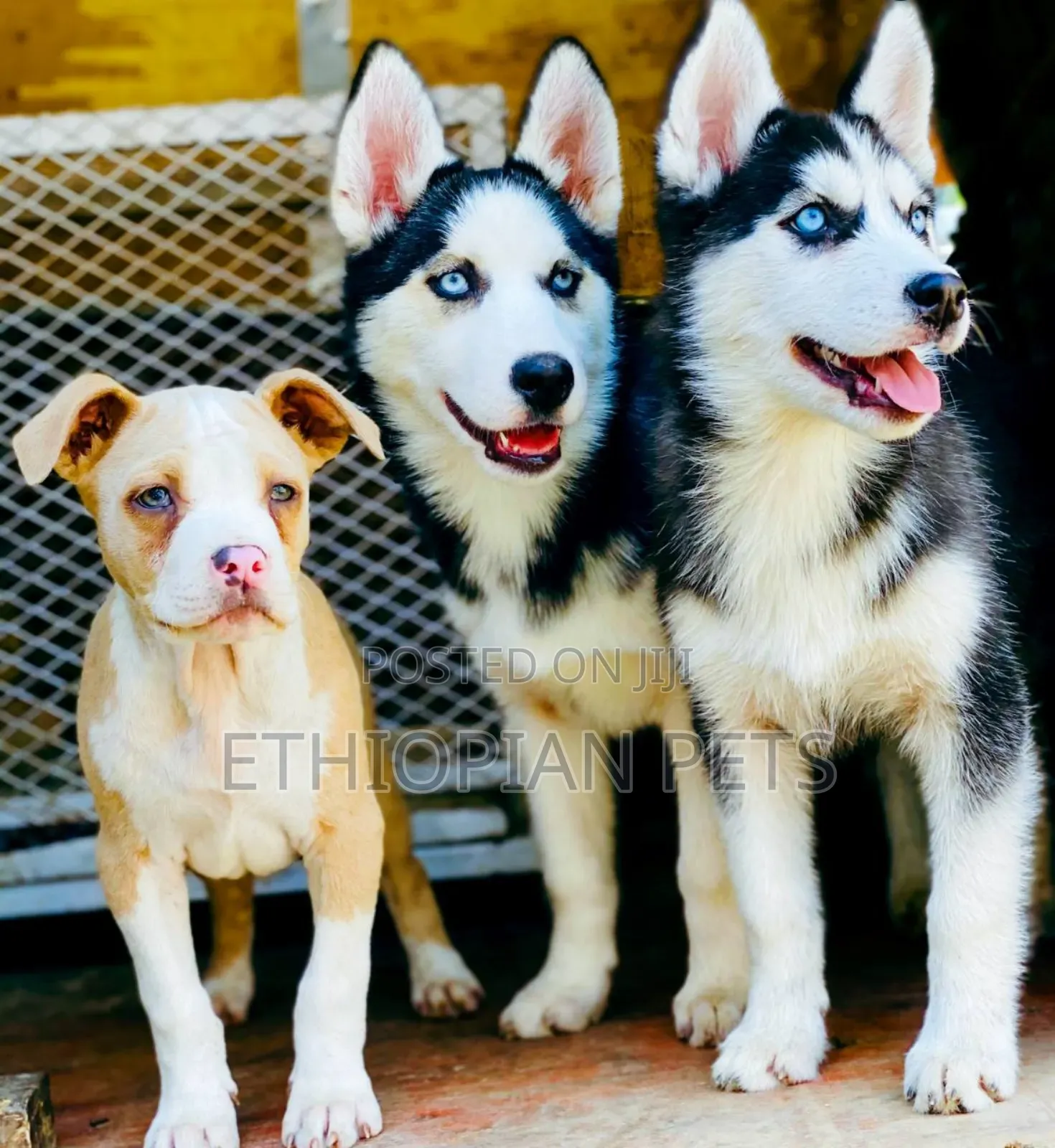 1-3 months Male Purebred Siberian Husky