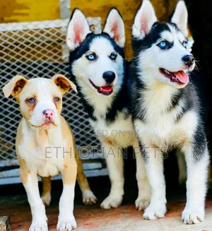 1-3 months Male Purebred Siberian Husky