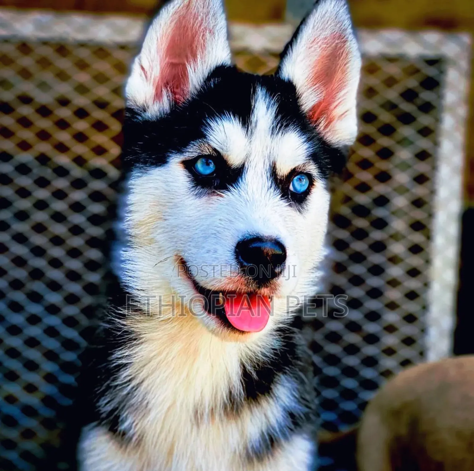 1-3 months Male Purebred Siberian Husky