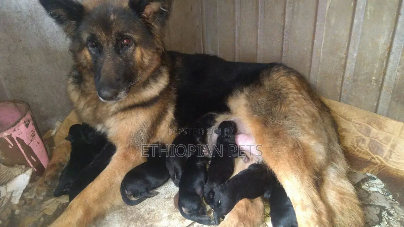1-3 months Male Purebred German Shepherd