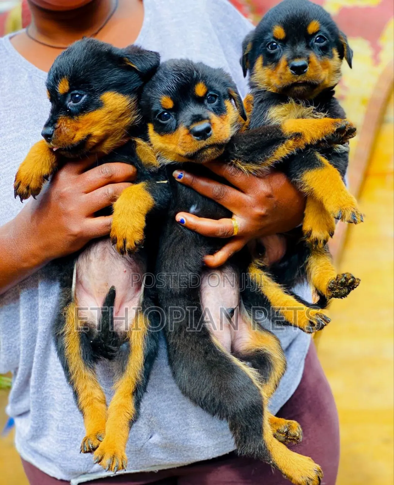 1-3 months Male Purebred Rottweiler