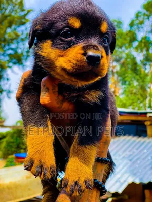 1-3 months Male Purebred Rottweiler