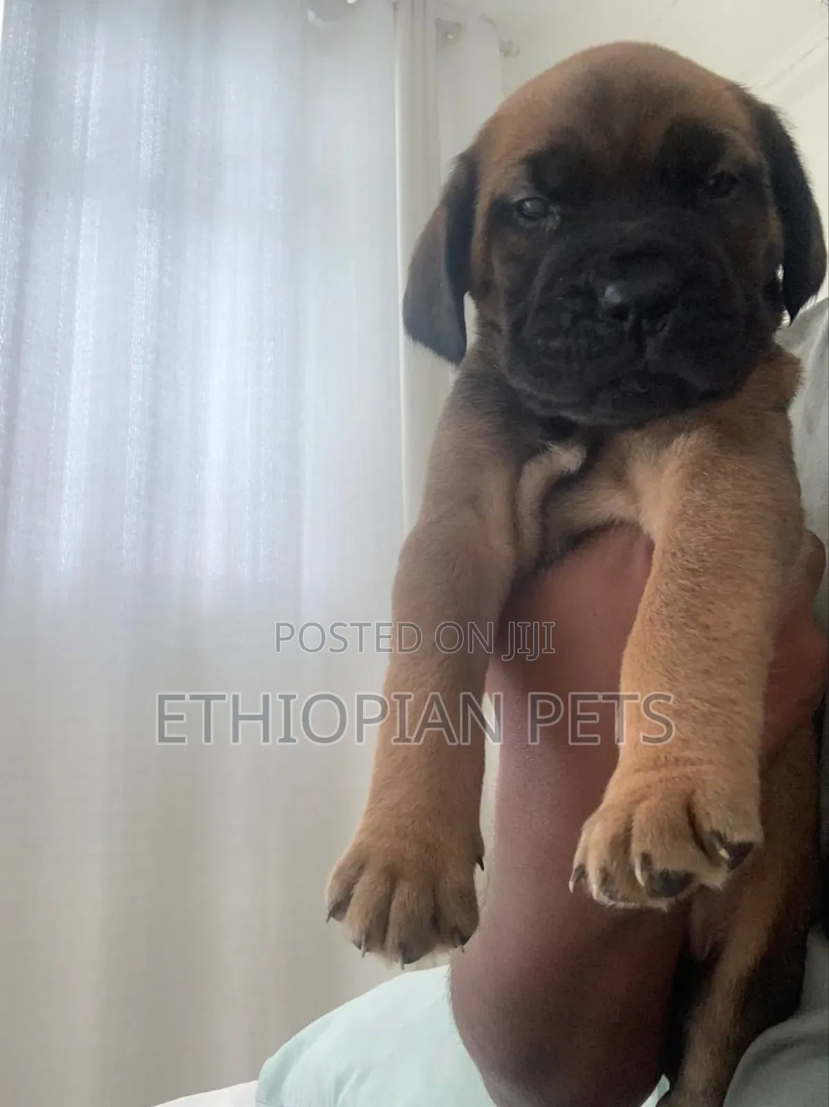 1-3 months Male Purebred Bullmastiff