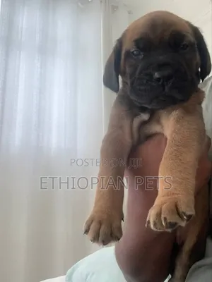 1-3 months Male Purebred Bullmastiff