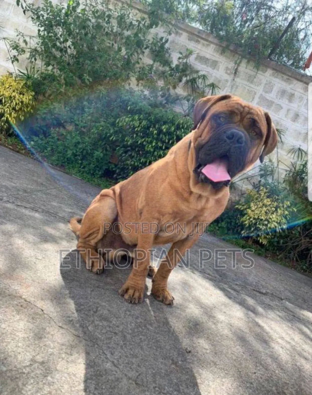 1-3 months Male Purebred Bullmastiff