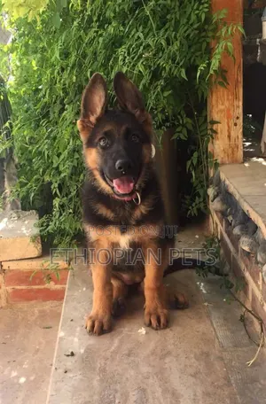 1-3 months Male Purebred German Shepherd